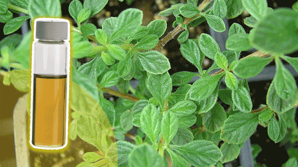 Cápsulas Naturales de Oregano